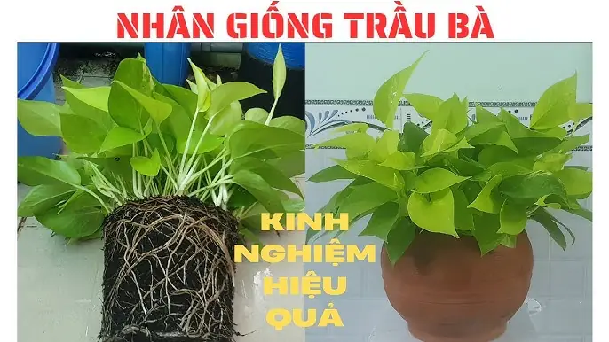 Cách Trồng Cây Trầu Không: Hướng Dẫn Kỹ Thuật Chi Tiết Cho Người Mới Bắt Đầu