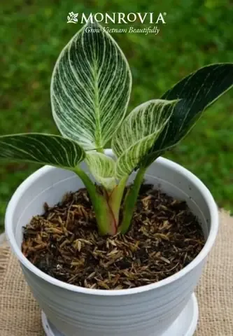 Trầu Bà Thái vàng chanh, xanh đậm, lá hình trái tim, mô tả chi tiết cách trồng trầu bà thái