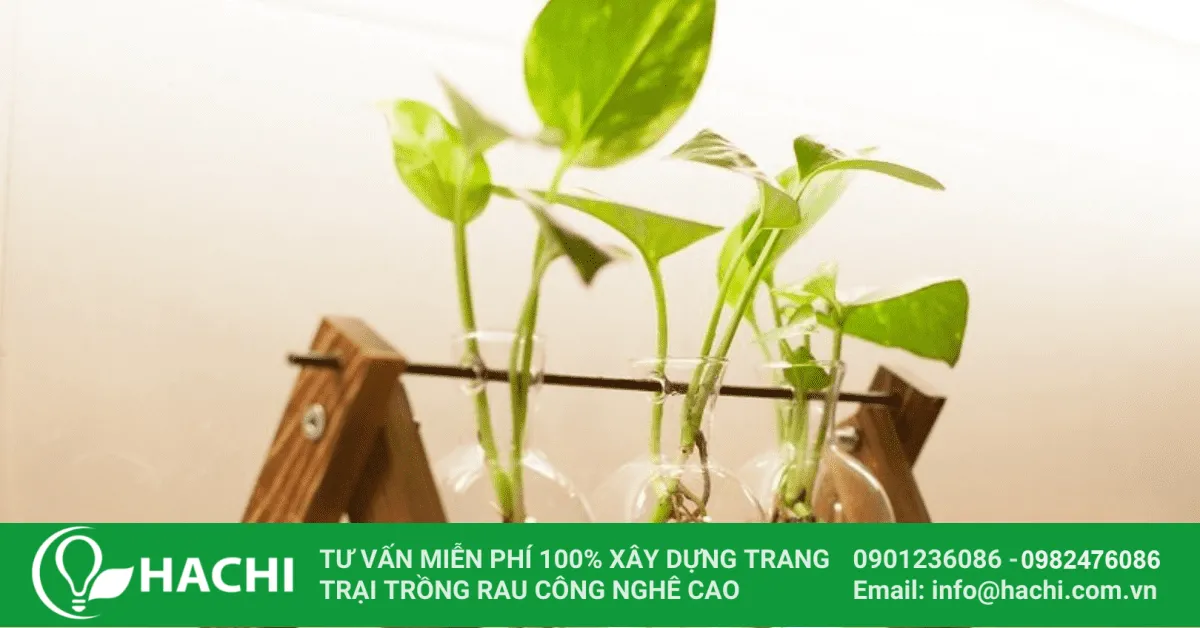 Cách Trồng Trầu Bà Thủy Canh Bằng Cây Giống