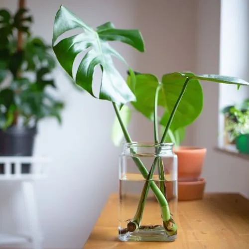 Trầu Bà Lỗ trồng thủy canh có những lỗ hổng độc đáo trên lá