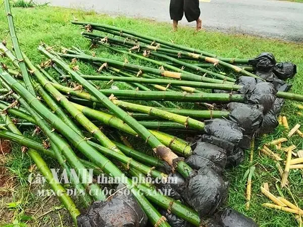 Cách Chăm Sóc Cây Tre Xanh