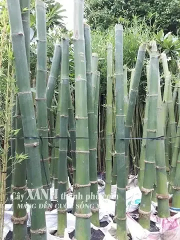 Công Dụng Cây Tre Xanh Trong Làm Cảnh, Trang Trí