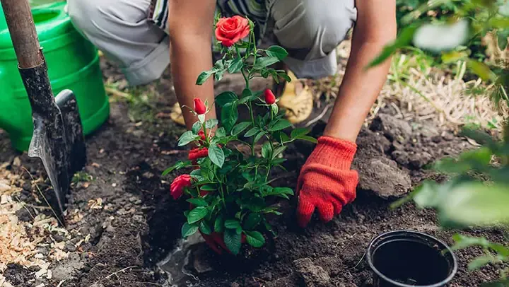 Người làm vườn đang nhẹ nhàng đặt bầu cây hoa hồng vào chậu đã chuẩn bị sẵn