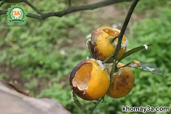 Kỹ thuật chăm sóc cây cam Vinh trong giai đoạn kiến thiết cơ bản