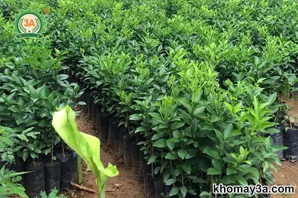 Hình ảnh vườn cam Vinh đang vào vụ thu hoạch, sai quả