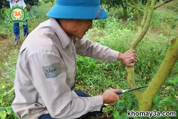 Quy trình trồng và chăm sóc cây cam Vinh đạt năng suất cao