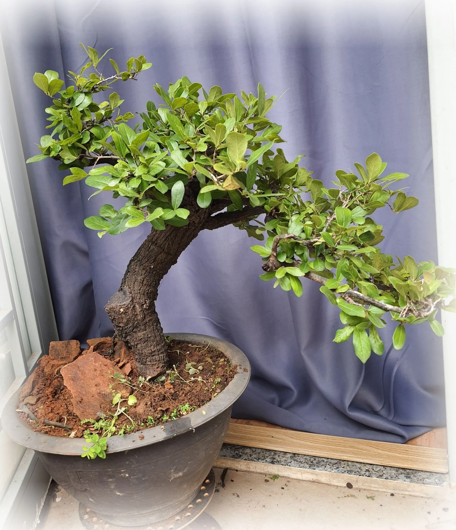 Cẩm Thị bonsai thành phẩm với thân gỗ đen tuyền độc đáo