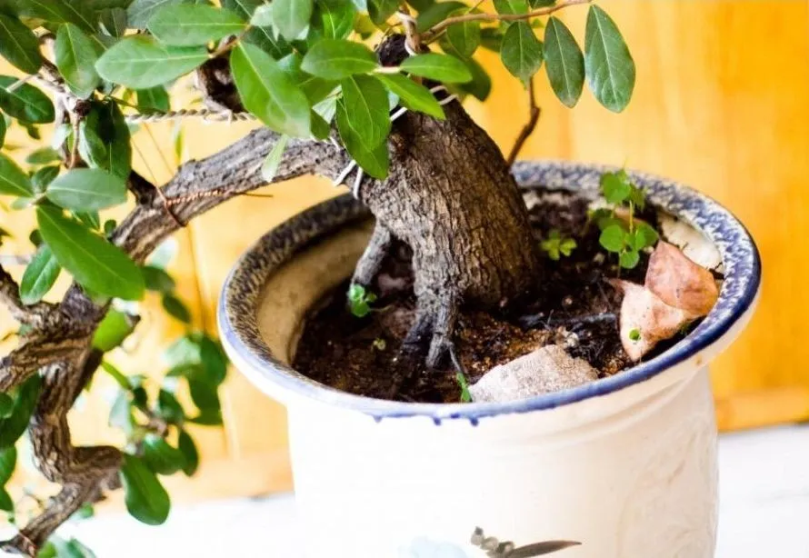 Quy trình chăm sóc và uốn nắn cành cây Cẩm Thị bonsai