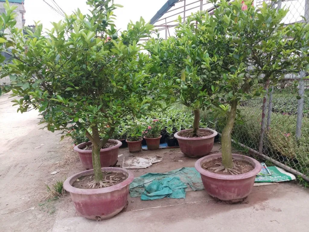 Cận cảnh trái chanh non đang lớn, cho thấy tiềm năng thu hoạch cao