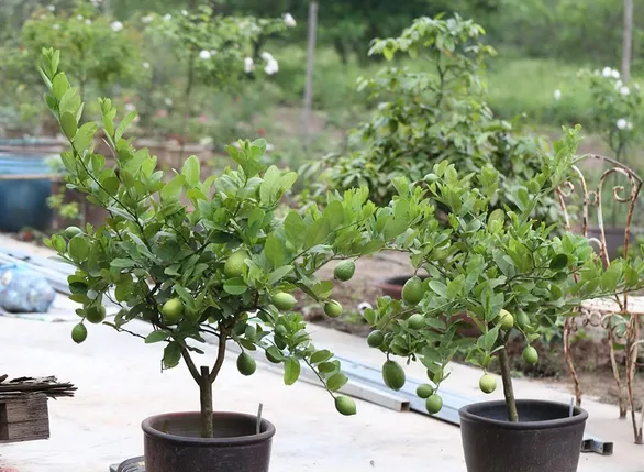 Cây chanh trong chậu được đặt ở ban công ngập nắng