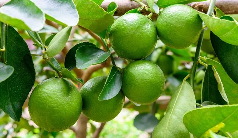 Cây chanh con sau khi nảy mầm và phát triển trong chậu