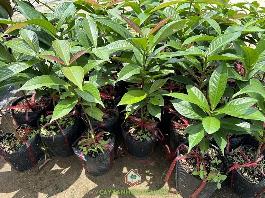 Minh họa kỹ thuật đào hố và chuẩn bị đất trồng cây mận đỏ theo tiêu chuẩn kỹ thuật