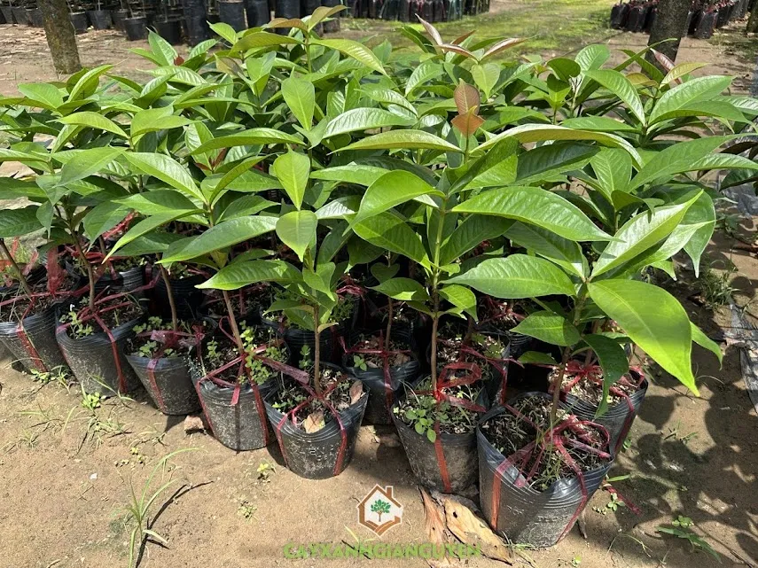 Quy trình chăm sóc và cắt tỉa cành giúp cây mận đỏ phát triển tốt và cho năng suất cao