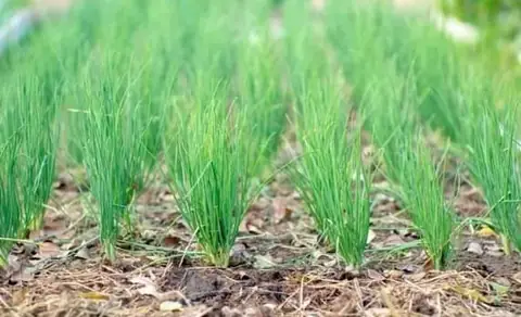 Cách Trồng Kiệu Năng Suất Cao: Kỹ Thuật Thâm Canh Đạt 35-40 Tấn/Ha