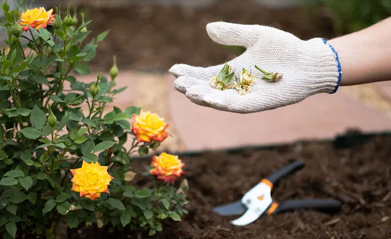 Kiểm tra tình trạng cây hoa hồng và thực hiện các bước chăm sóc định kỳ