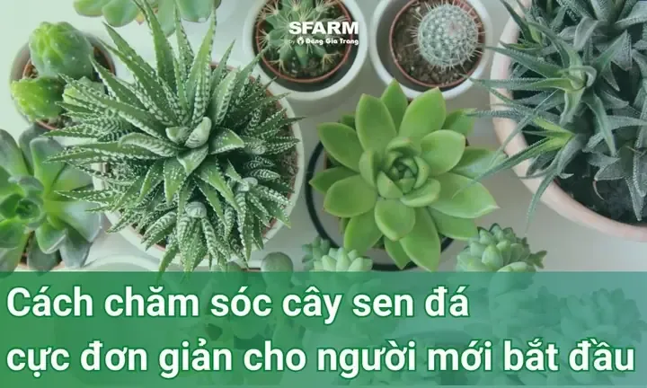 Cách Chăm Sóc Cây Sen Đá Cực Đơn Giản Cho Người Mới Bắt Đầu
