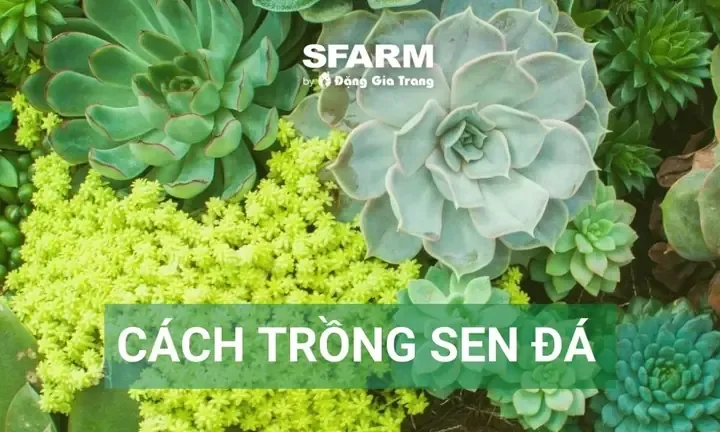 Cách Trồng Sen Đá Và Chăm Sóc, Nhân Giống Cây Chuẩn Chuyên Gia