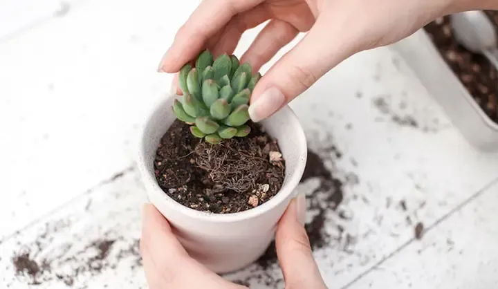 Cách Trồng Và Chăm Sóc Sen Đá Khi Mới Mua Về