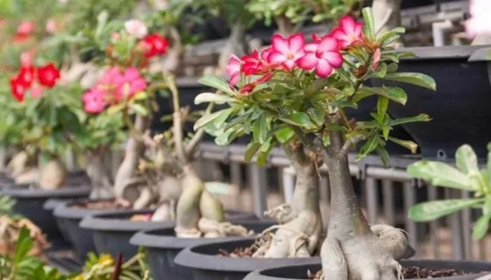 Tập trung chăm sóc cây hoa sứ trong chậu để đảm bảo cây khỏe mạnh