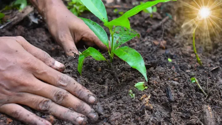 Phân biệt các giống khổ qua phổ biến khi áp dụng cách trồng cây khổ qua tại nhà