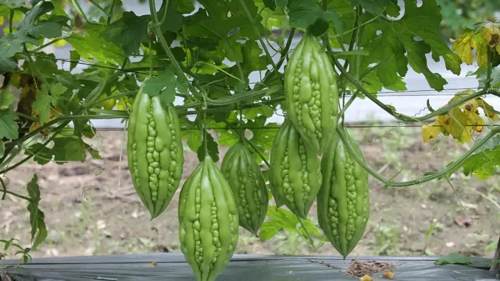 Quy trình tưới nước đúng kỹ thuật cho cây trong cách trồng cây khổ qua tại nhà