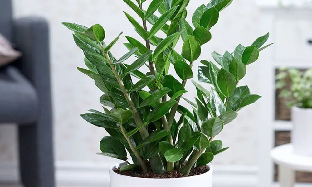 Cây Kim Tiền là loài cây mọng nước, có khả năng tích trữ nước và mang lại nhiều lợi ích cho không gian sống.