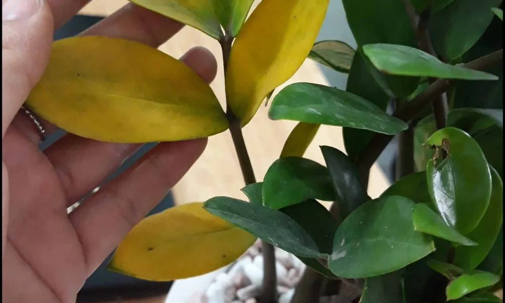 Việc phòng trừ sâu bệnh cho Kim Tiền chủ yếu là kiểm soát lượng nước tưới, tránh úng và đảm bảo cây nhận đủ ánh sáng.