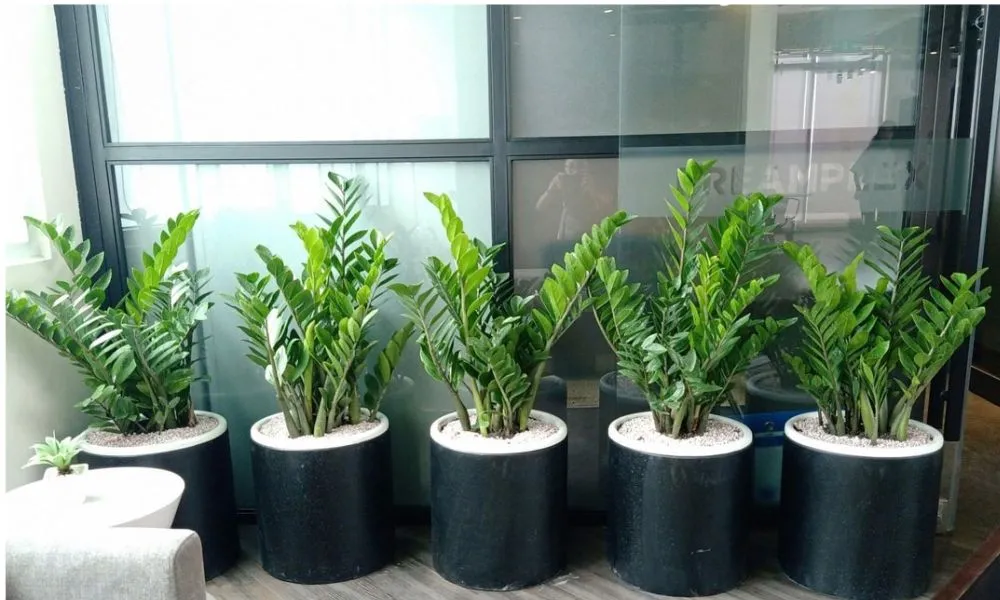 Giá cây Kim Tiền dao động tùy thuộc vào kích thước, từ cây nhỏ để bàn đến cây lớn trưng trong nhà.