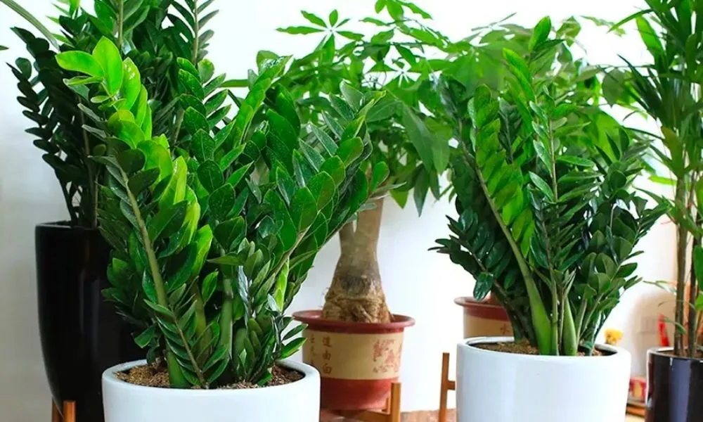 Tác dụng của cây Kim Tiền