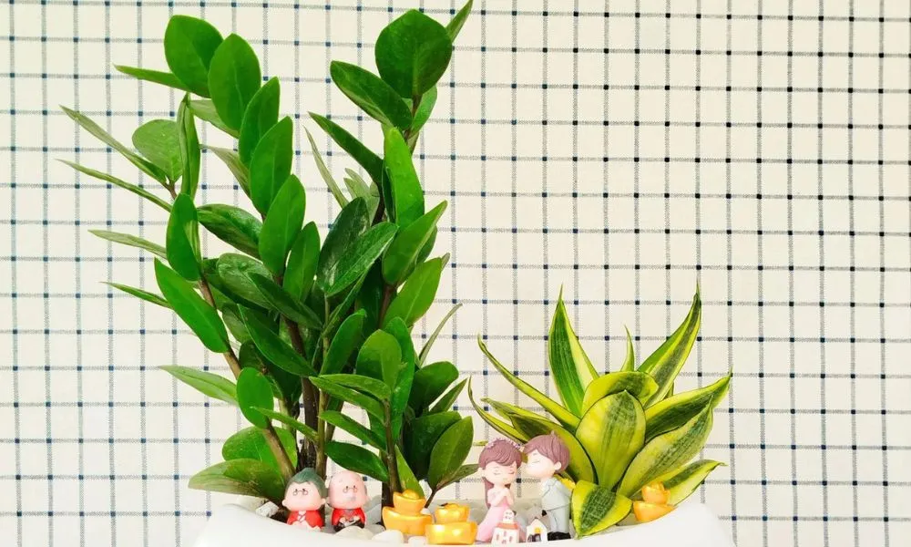 Cây Kim Tiền được xem là biểu tượng phong thủy của tài lộc và phú quý, đặc biệt khi cây nở hoa.