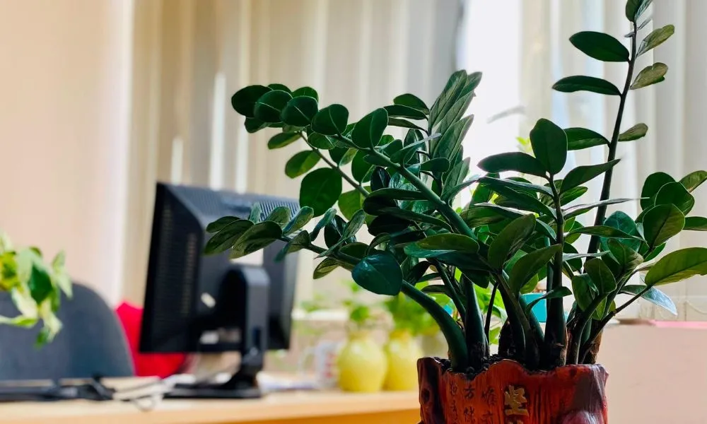 Vị trí đặt cây Kim Tiền trong nhà cần ưu tiên những nơi có sinh khí tụ hội và tránh xa phòng ngủ để đảm bảo an toàn sức khỏe.