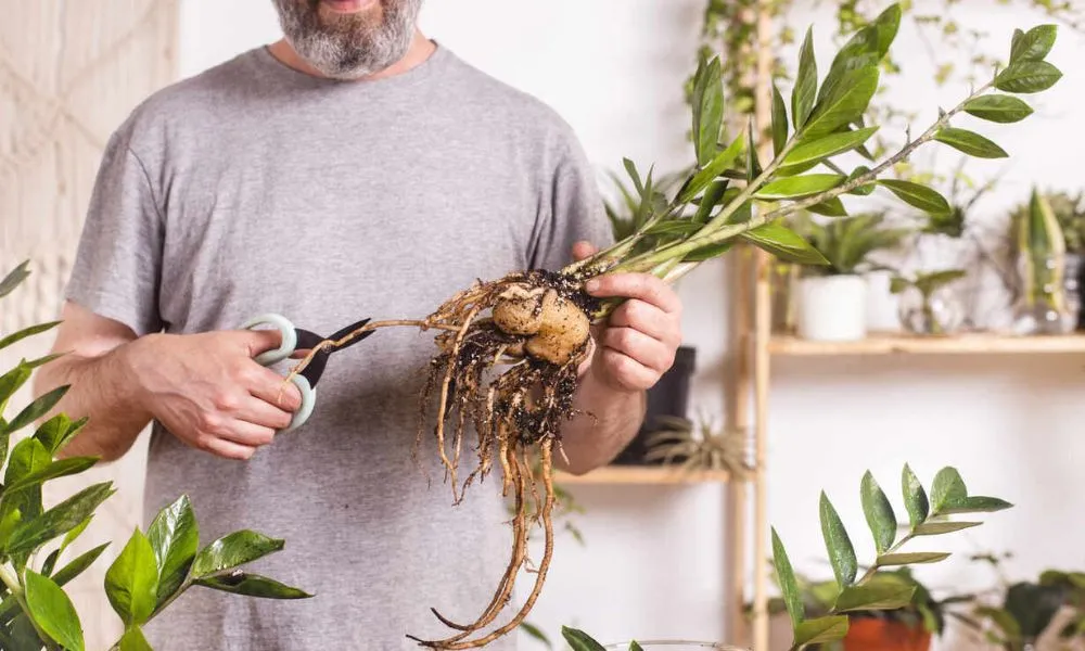 Cây giống Kim Tiền cần được kiểm tra kỹ lưỡng về màu sắc lá, độ săn chắc của thân và tình trạng củ, rễ.