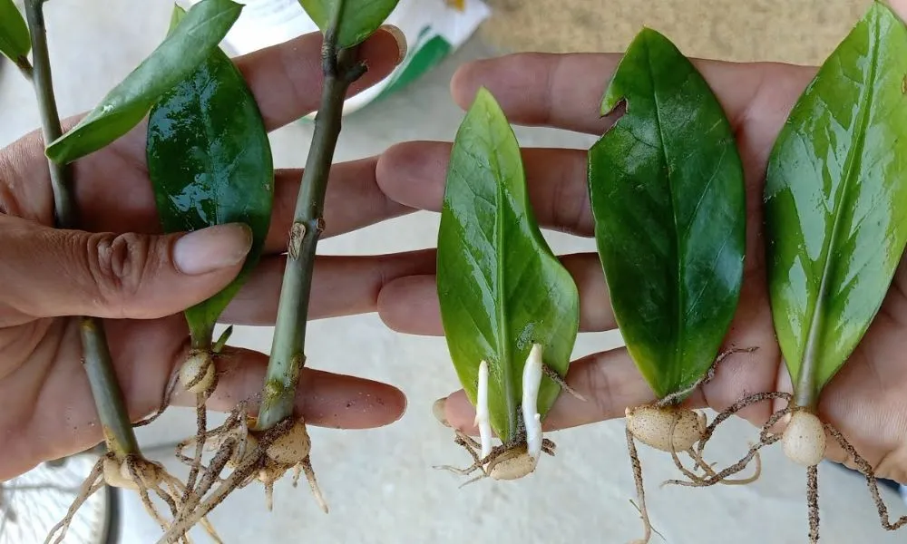 Cây Kim Tiền có thể nhân giống hiệu quả bằng cả giâm cành và giâm lá, cần kiên nhẫn chờ đợi rễ và củ hình thành.