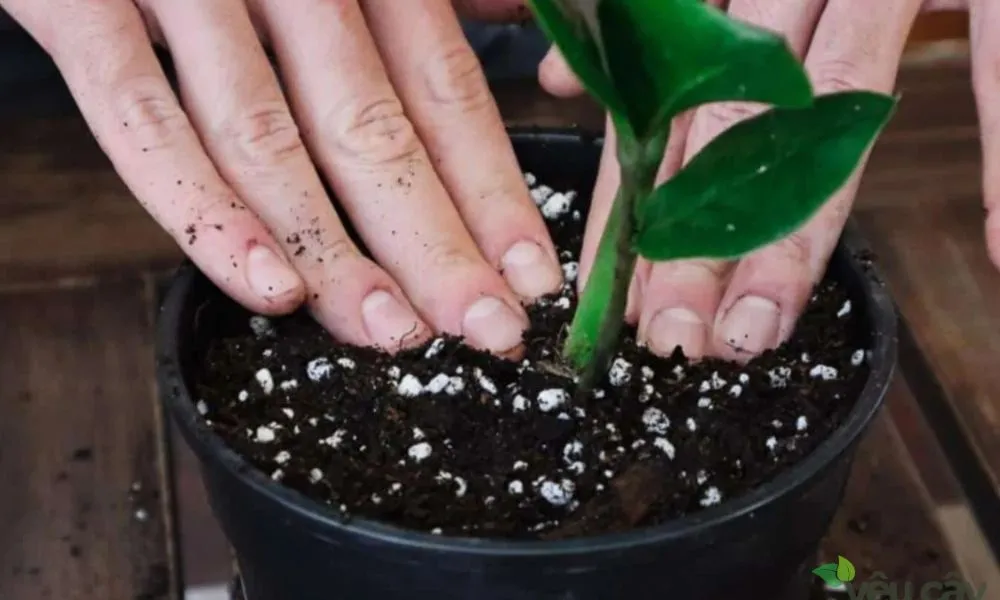 Các bước trồng cây Kim Tiền vào chậu cần đảm bảo lớp thoát nước dưới đáy và độ cao đất hợp lý so với miệng chậu.