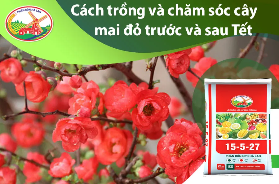 Cách trồng và chăm sóc cây mai đỏ trước và sau tết