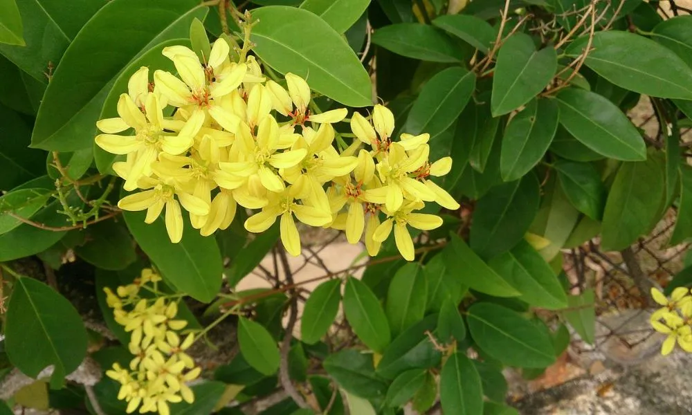 Hoa mai hoàng yến rực rỡ sắc vàng, báo hiệu sự sống và niềm vui