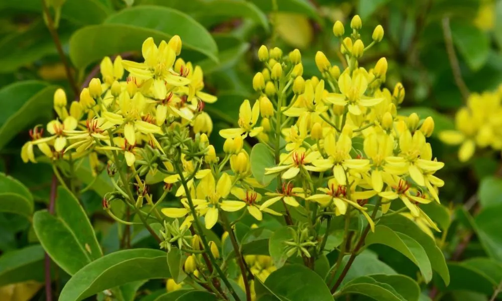 Mai hoàng yến với sắc vàng tươi sáng, biểu tượng cho ý chí vươn lên mạnh mẽ