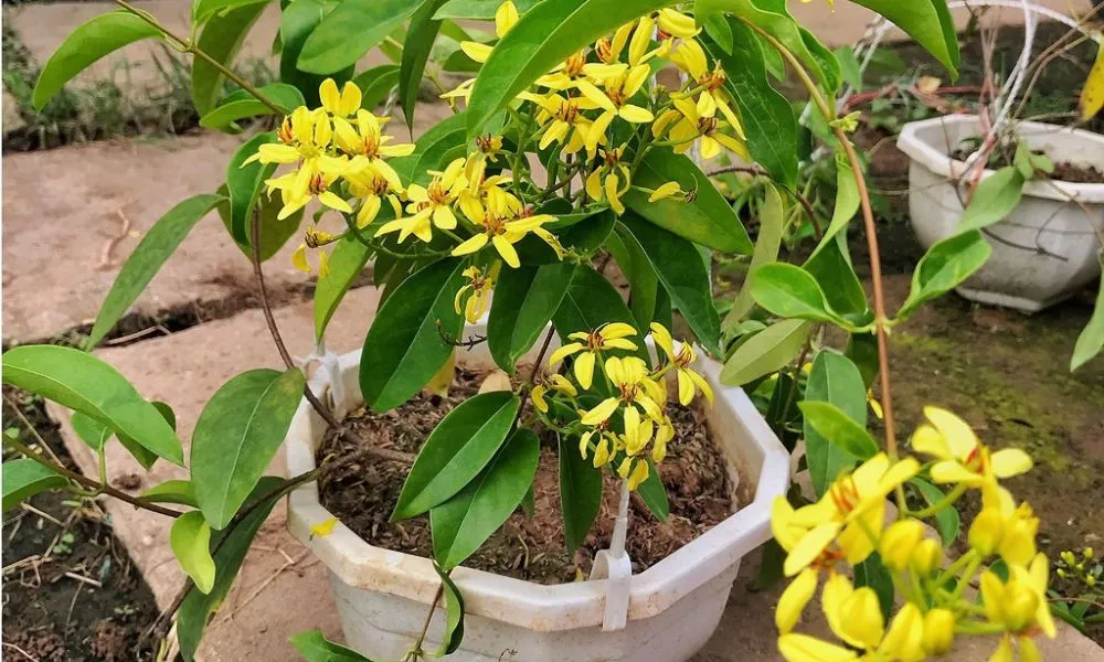 Nên đặt chậu mai hoàng yến ở nơi khô ráo, thoáng mát để tối ưu hóa sự phát triển