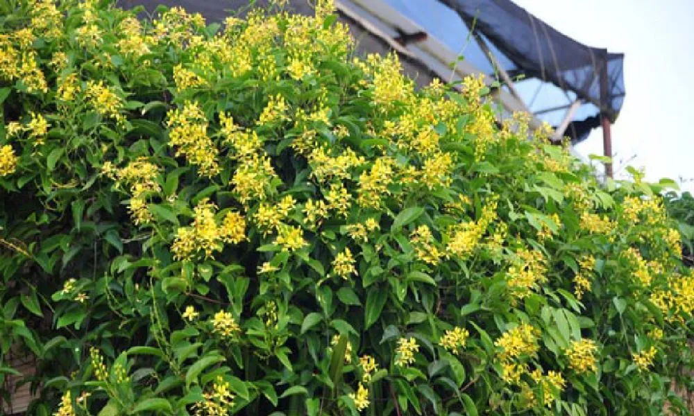 Mai hoàng yến phát triển mạnh mẽ nhất ở điều kiện nhiệt độ ấm áp từ 18 đến 35 độ C