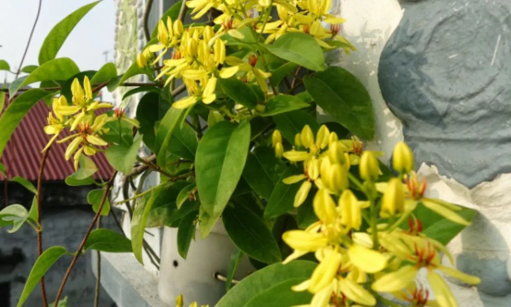 Có thể trồng mai hoàng yến để leo ở ban công, hàng rào hoặc cổng ra vào để tạo cảnh quan