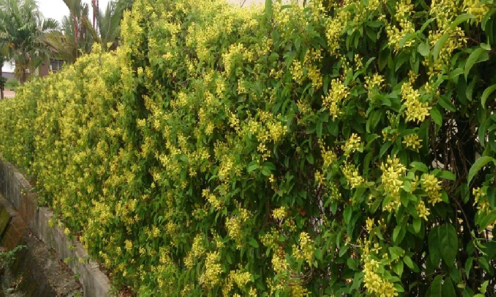 Trồng cây mai hoàng yến trước nhà giúp tăng tính thẩm mỹ và thanh lọc không khí hiệu quả