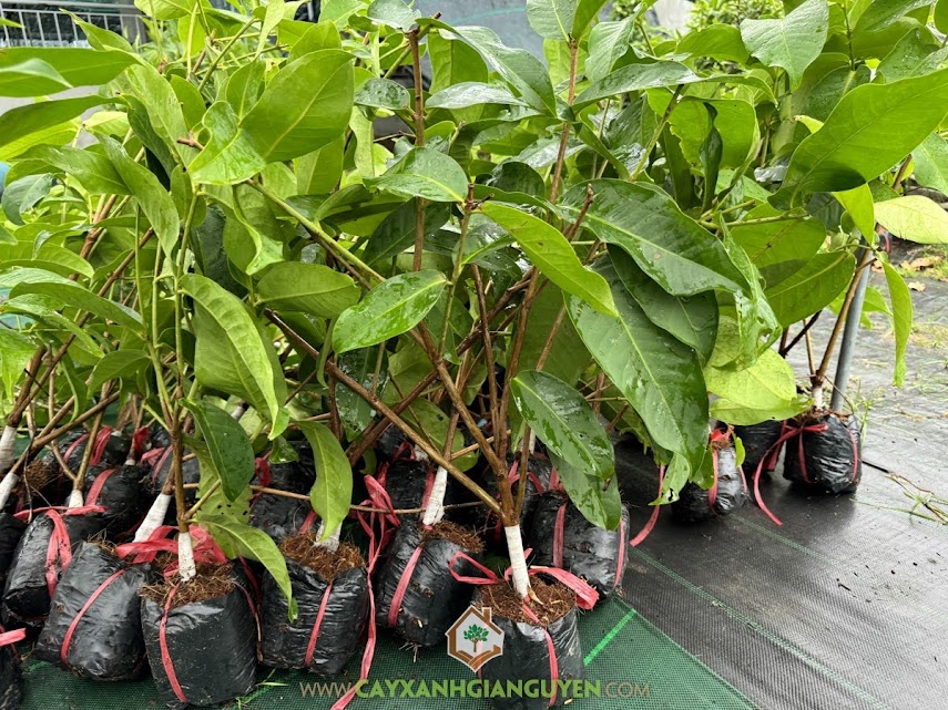 Cách Trồng Cây Khế Ngọt Trong Chậu Đạt Năng Suất Cao