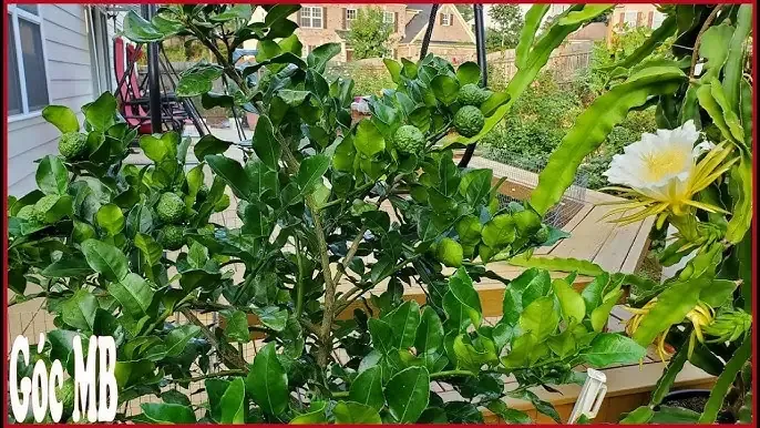 Hiệu quả kinh tế và tiềm năng phát triển của cây mây thái tại thị trường Việt Nam