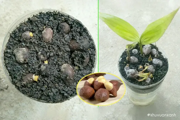 Kỹ thuật trồng cây mây thái chi tiết, từ chọn giống đến chuẩn bị hố trồng