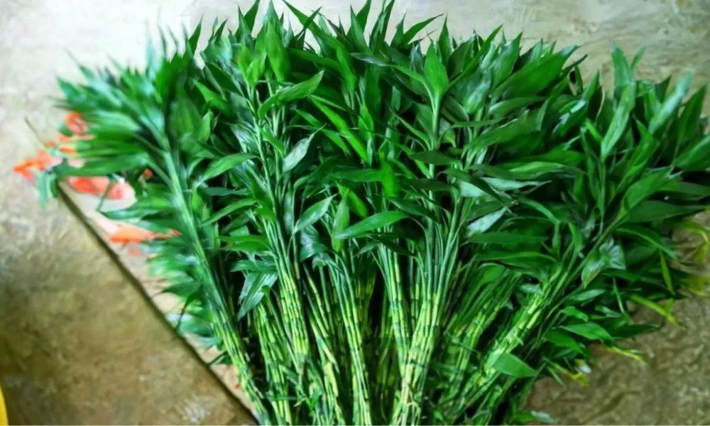 Thân cây phát lộc có màu xanh tươi và các mắt đốt rõ ràng