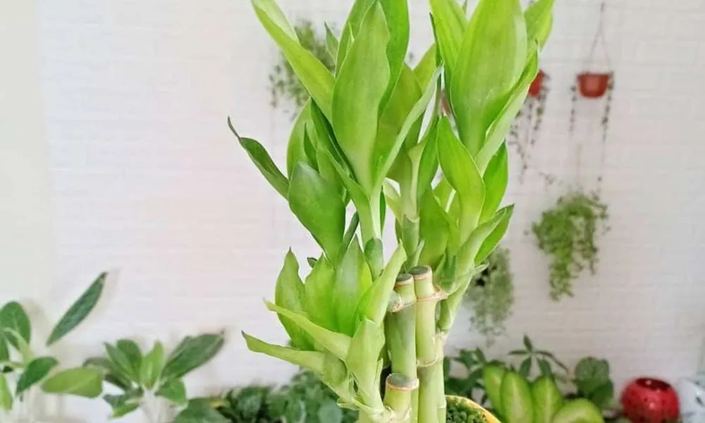 Ý nghĩa tốt lành khi cây phát lộc nở hoa