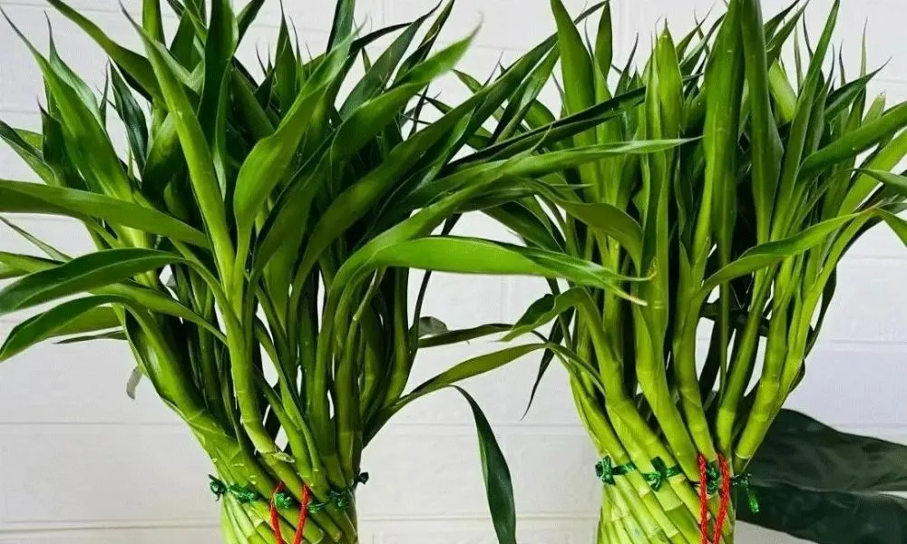 Ý nghĩa phong thủy của cây phát lộc trong đời sống