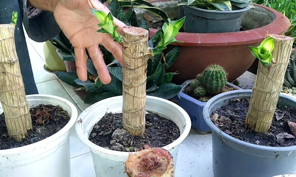 Các bước chuẩn bị và tiến hành cách trồng cây phát lộc trong đất