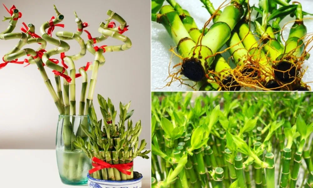 Quy trình chuẩn bị để trồng cây phát lộc thủy canh