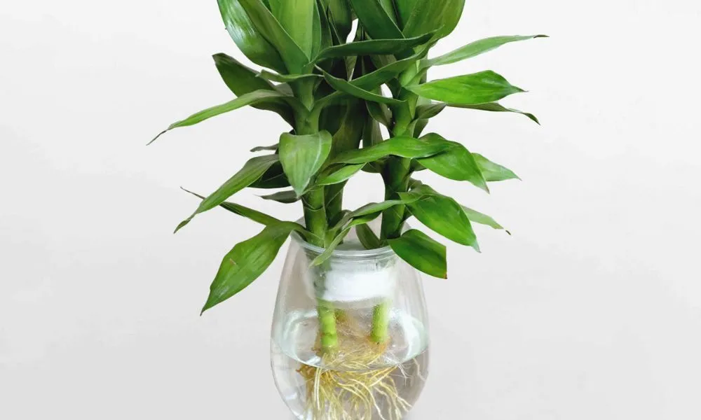 Chế độ chăm sóc và bón phân cho cây phát lộc trồng trong nước